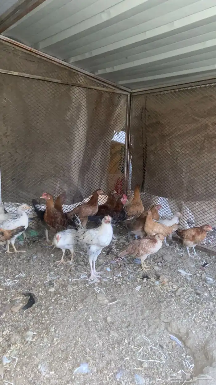 فروخ صغار بعمر 3 شهور إلى 4شهور 2