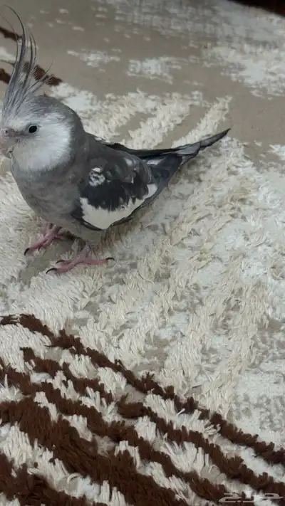 للبيع او البدل ذكر ببغاءكروان اليف هدد 7