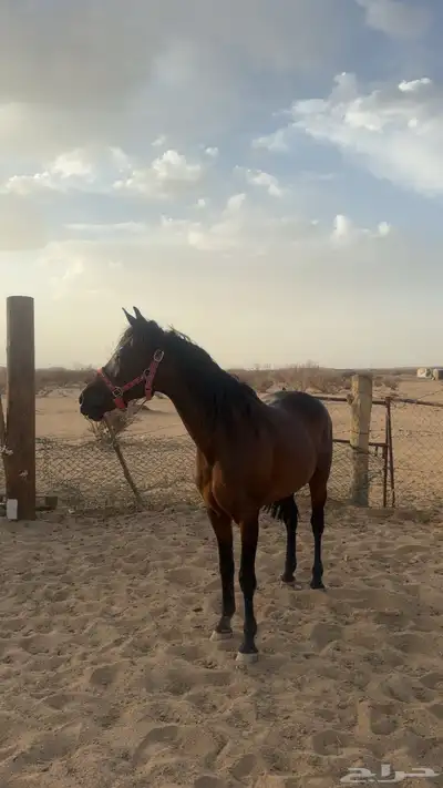 فرس شعبيه 0