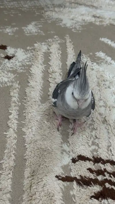 للبيع او البدل ذكر ببغاءكروان اليف هدد 8