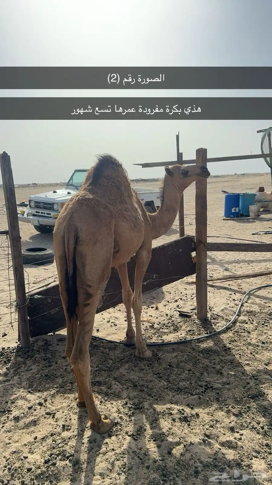 قعدان  وبكار العدد 10 1