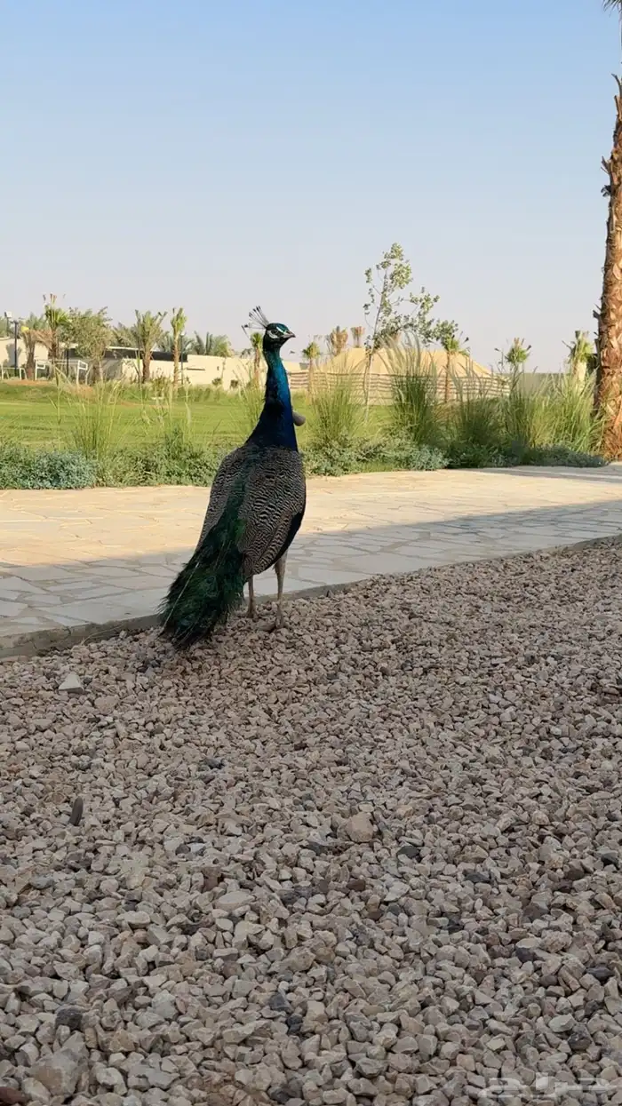 مفقود جوز طاووس في الهياثم هذي صورة الذكر 0