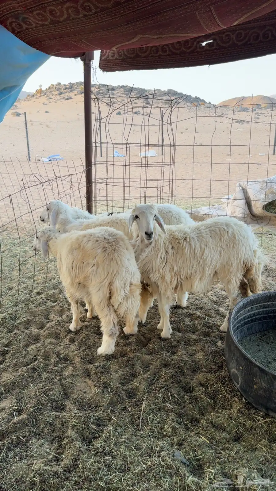 رخال للبيع 1