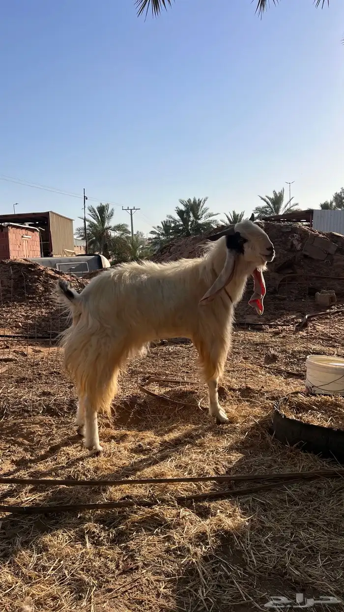 تيس 1