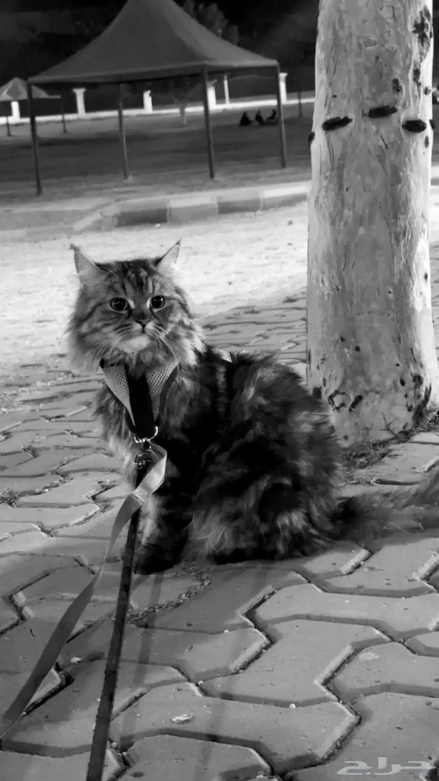 قطه أنثى شرازيه لتبني 1