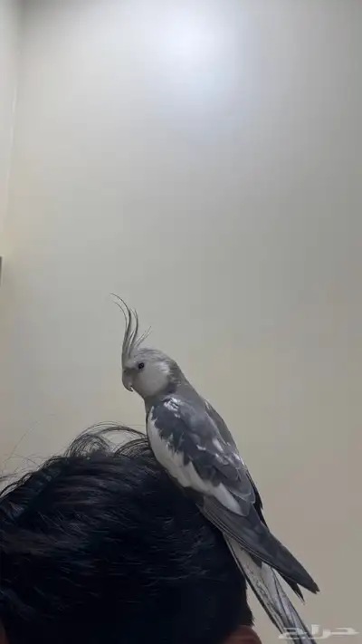 للبيع او البدل ذكر ببغاءكروان اليف هدد 2