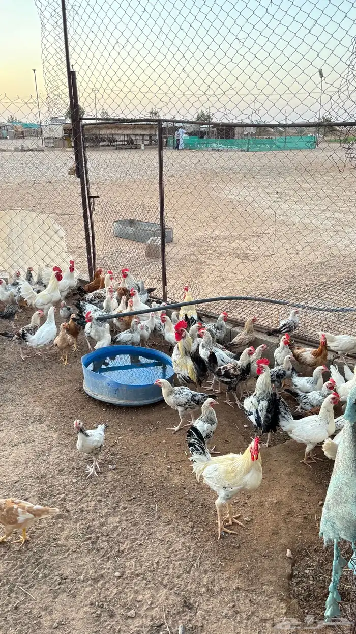 ديكه للبيع 2