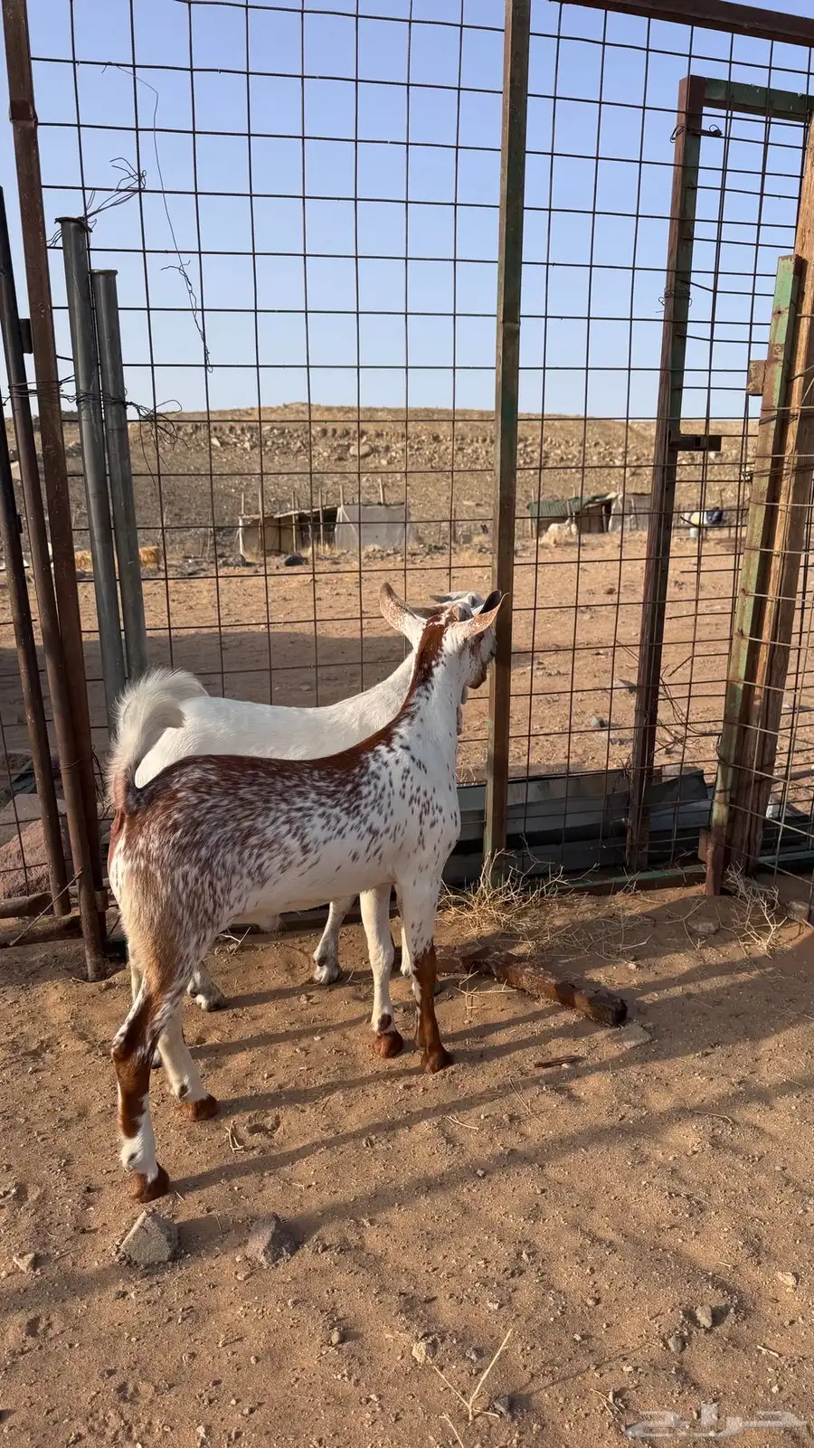 تيوس للبيع 3