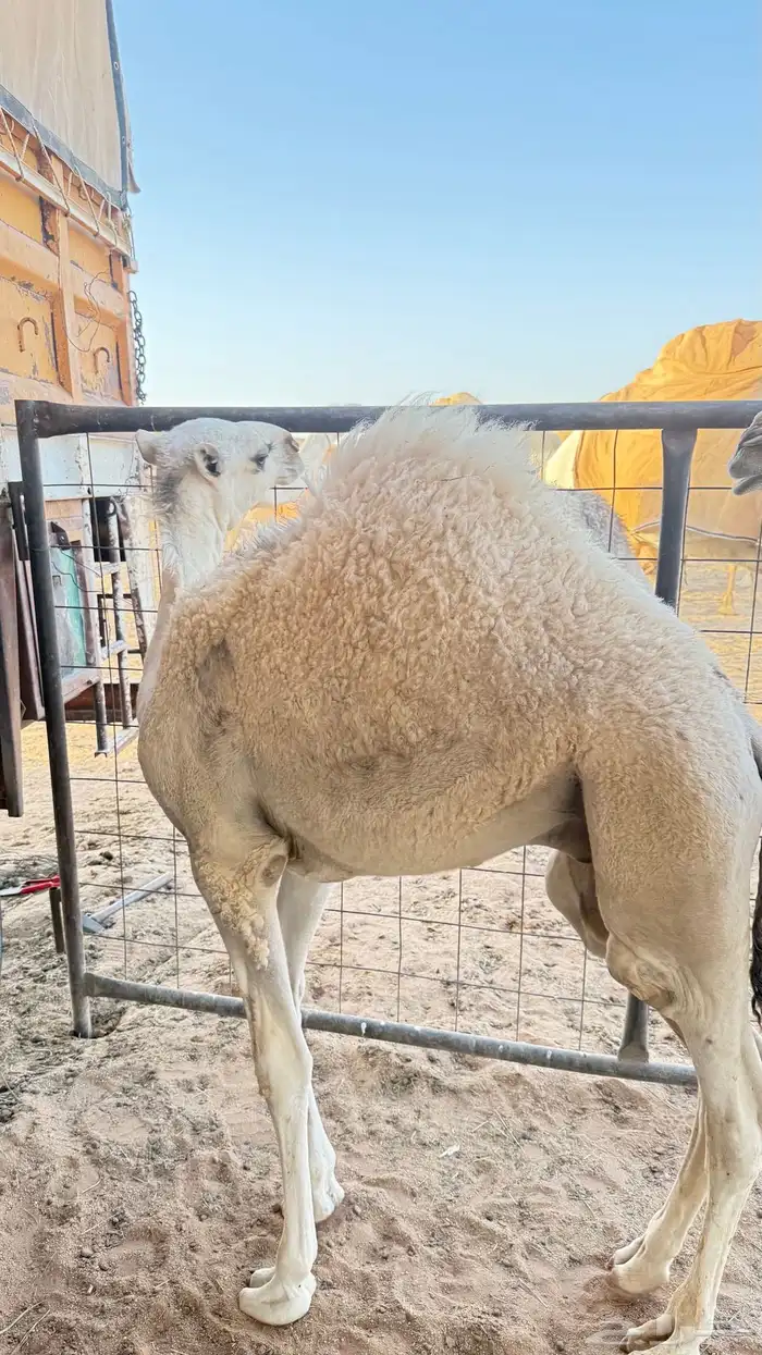 حيران حشو قعدان 3