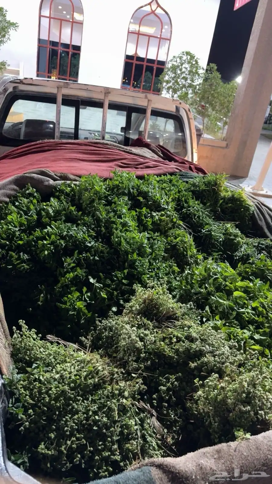 روثانه ونعناع المدينه طالع الطايف الان روثانه 10 ريال 0