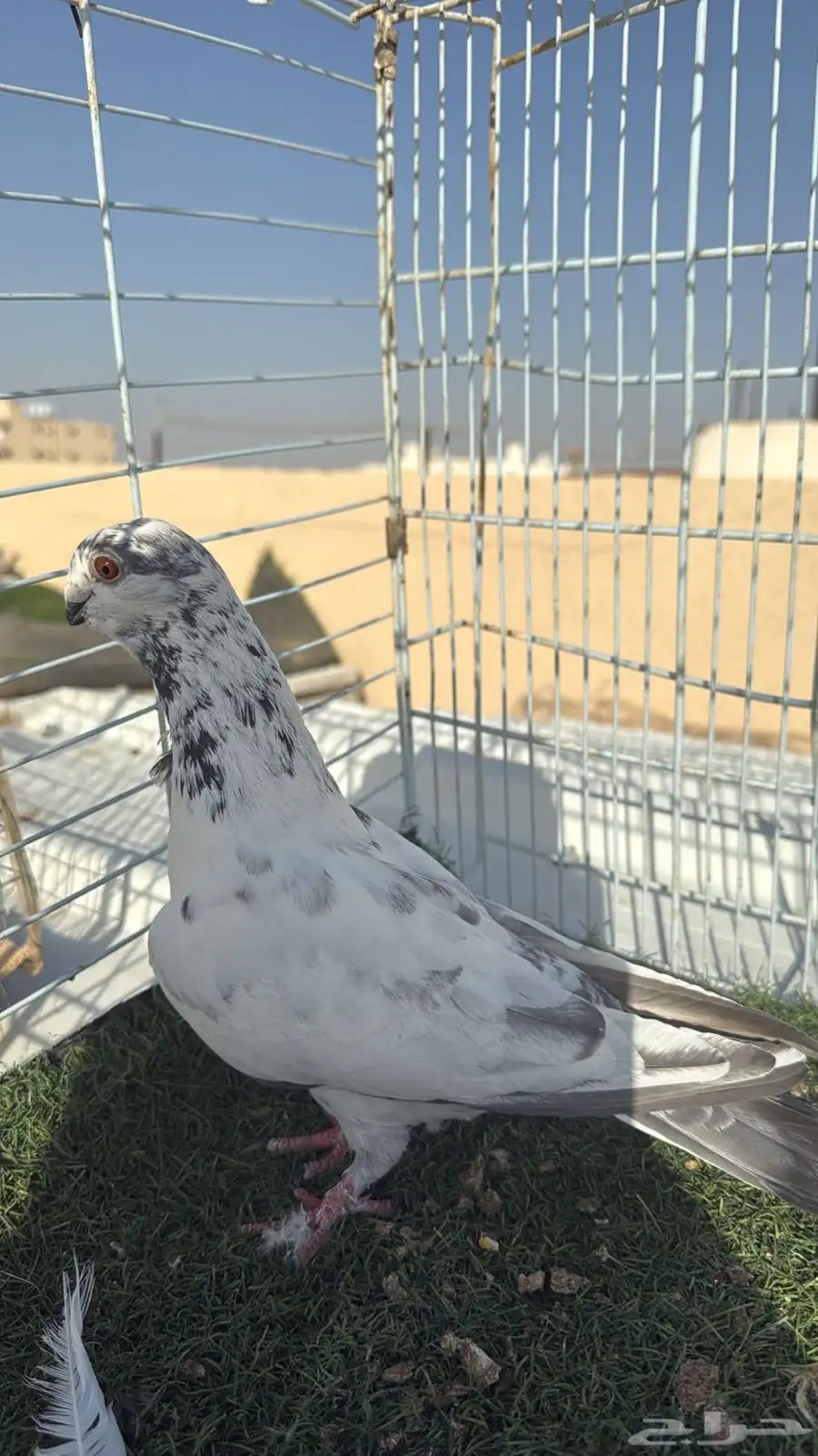 حمام شامي index