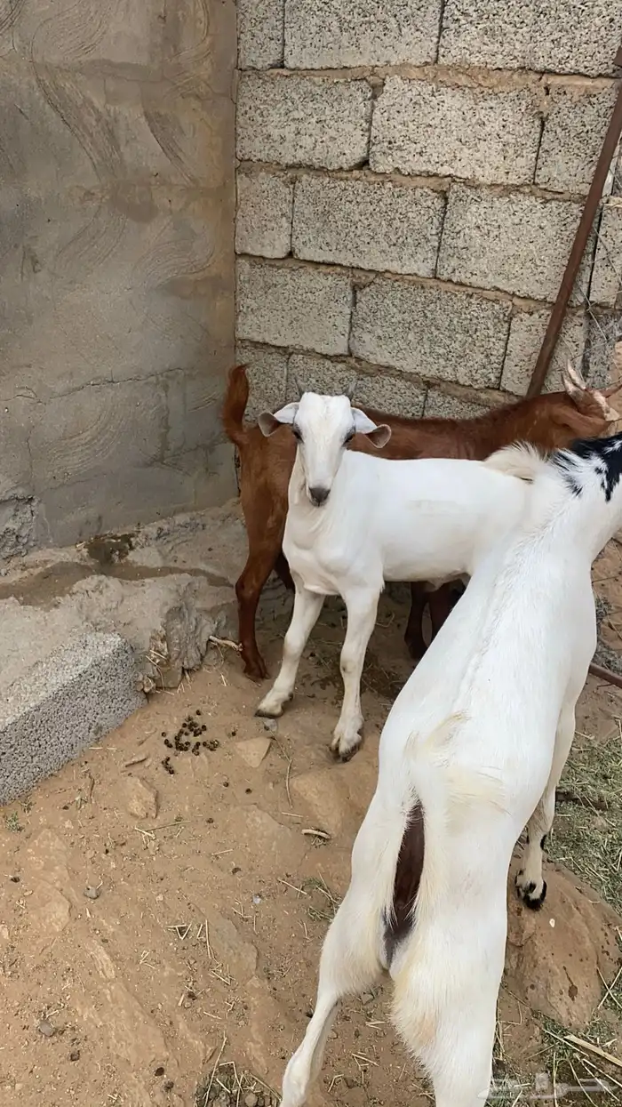 تيوس ذبايح للبيع 6