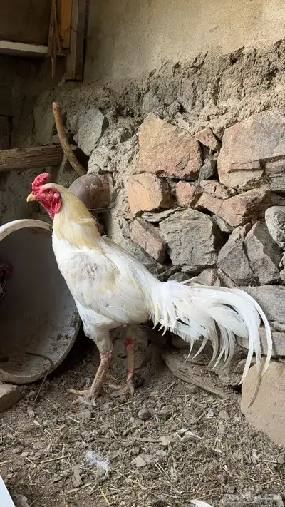 دجاج باكستاني فواخر للبيع 4
