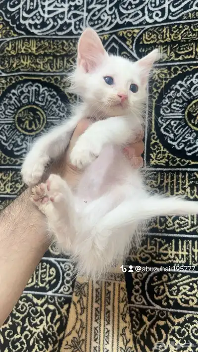قطط أمريكي صغيرة العمر شهرين لعوبة ولطيفة يبغى الزين يلحق 0