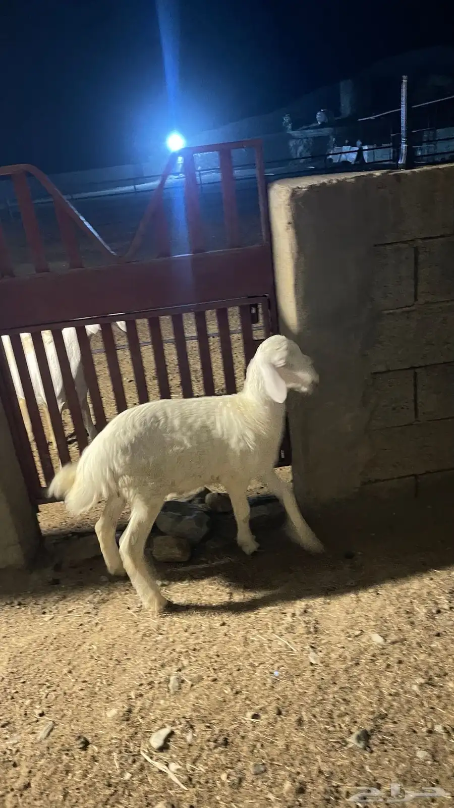 طلي حري مشروع فحل 9