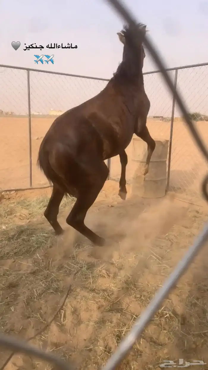 المهر حار جدا جدا 6