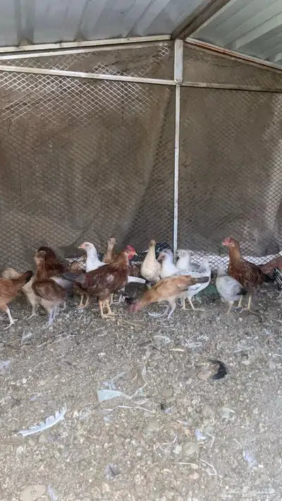 فروخ صغار بعمر 3 شهور إلى 4شهور 1