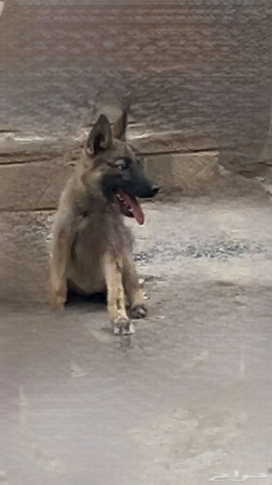 كلب جيريمن صغير السوم من 500 0
