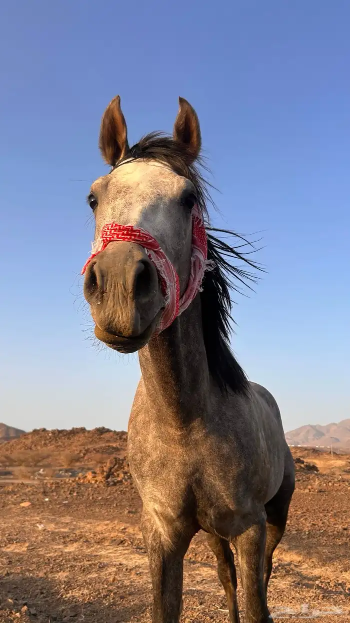 حصان شعبي 0