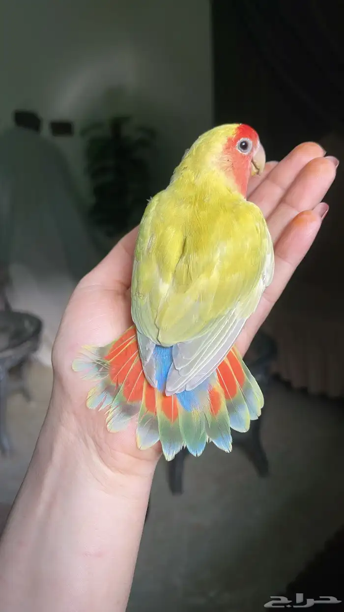 للبيع ببغاء روز الاليف 3