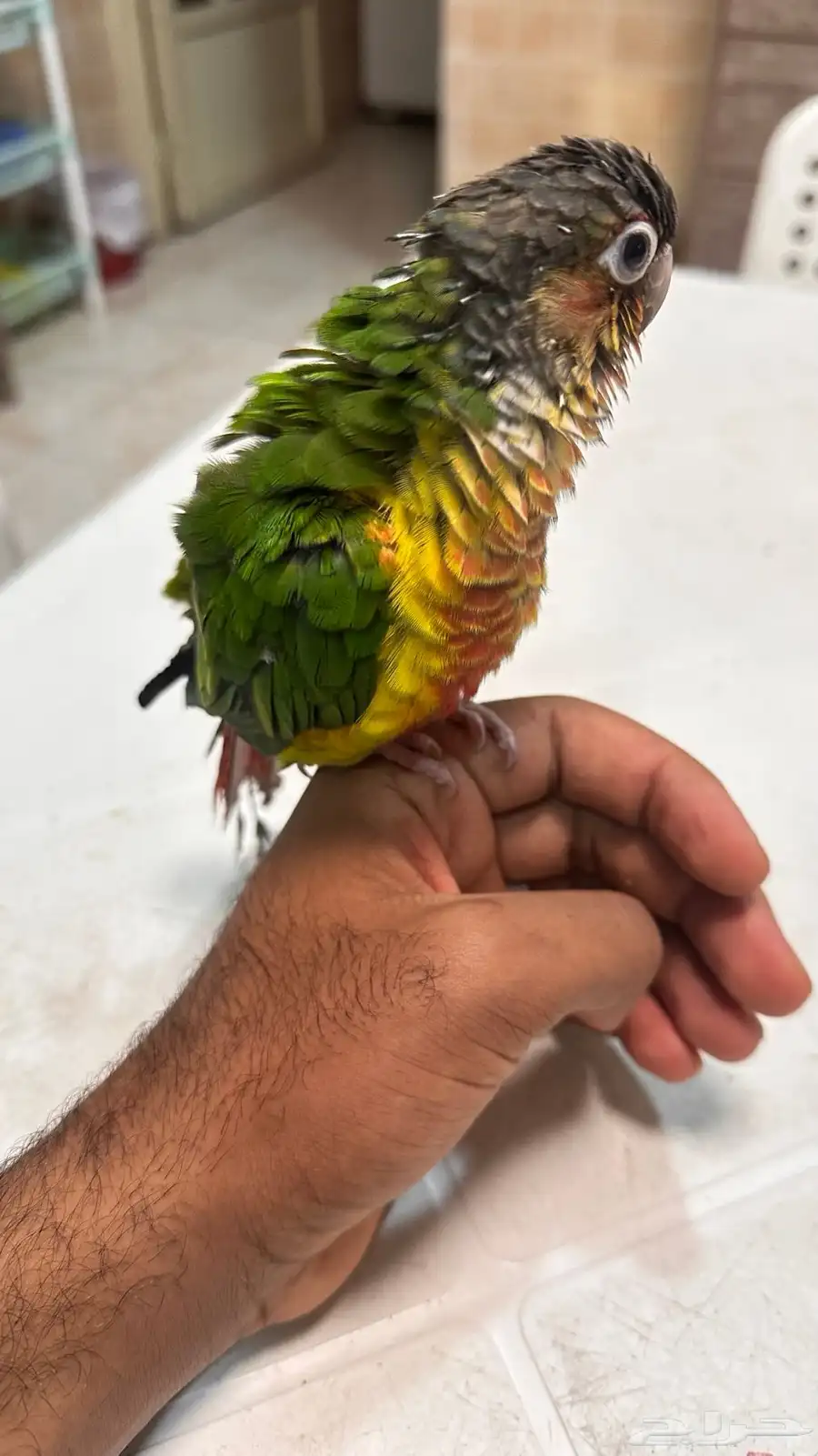 طير كنيور 3