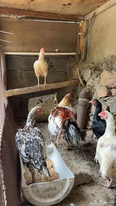 دجاج باكستاني فواخر للبيع 1
