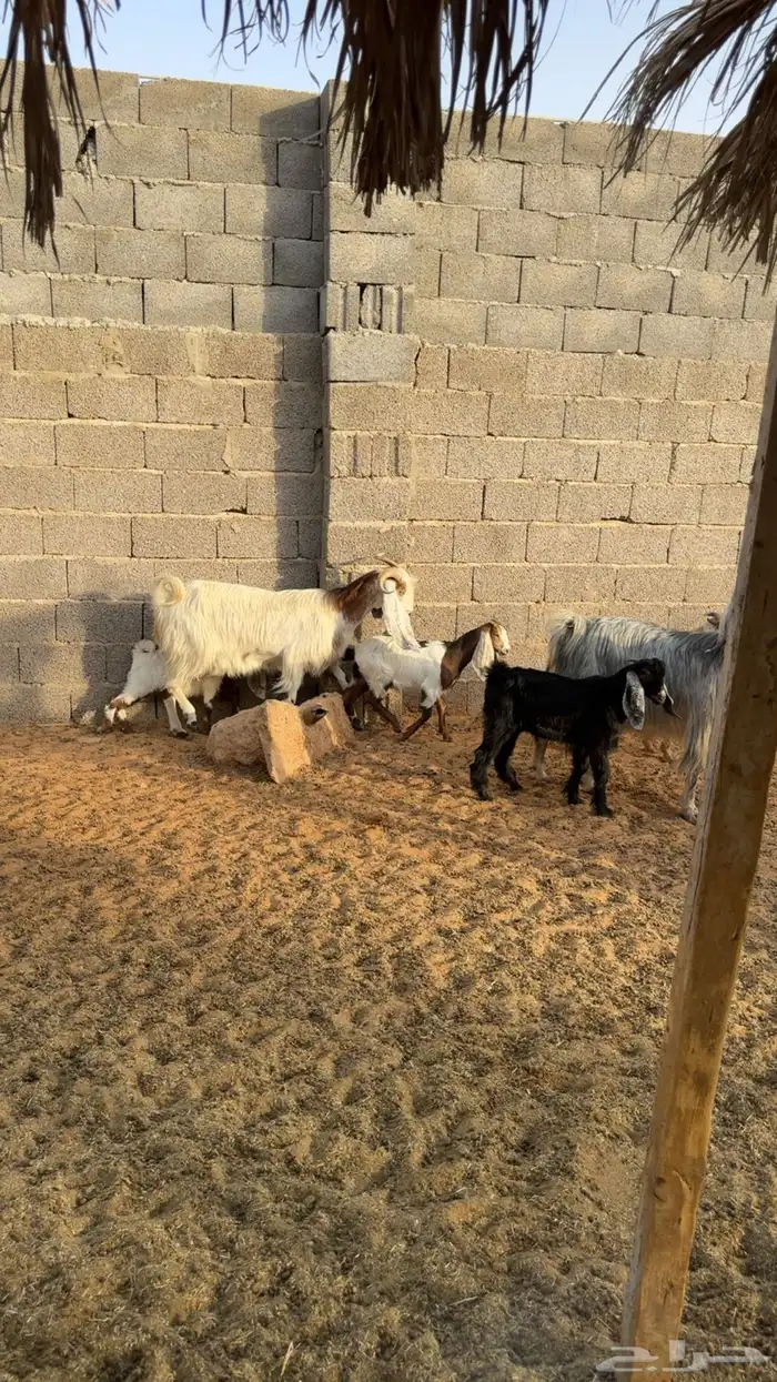 معزى متاويم طيبه 1