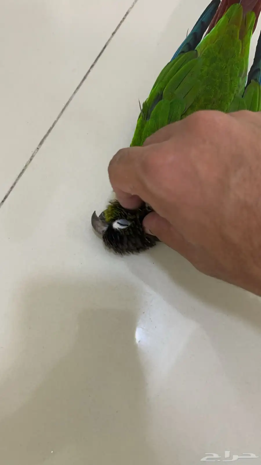 ببغاء كنيور الليف عندك بعض الكلمات 2