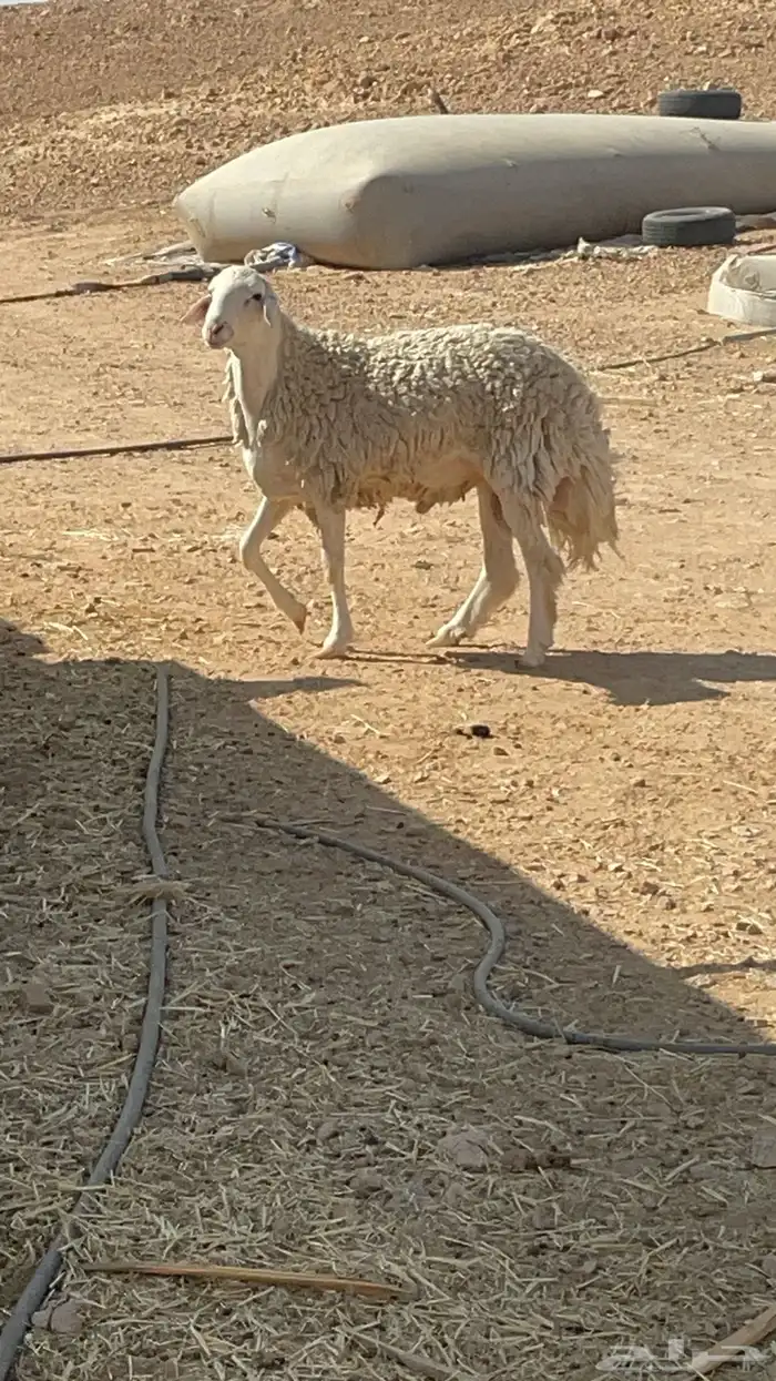 فحل حري مشروووط مشروووط 5