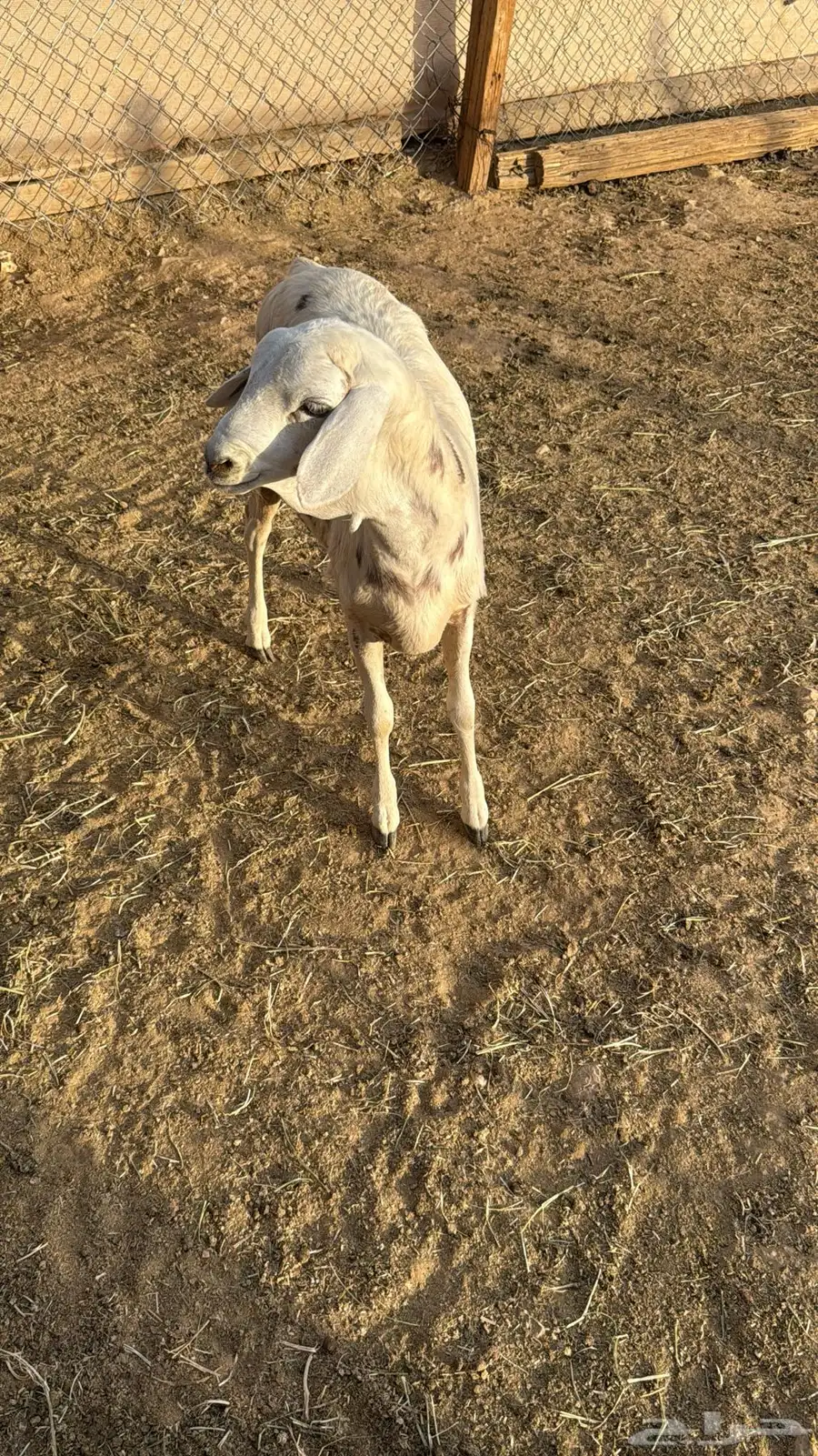 البيع رخاله 6