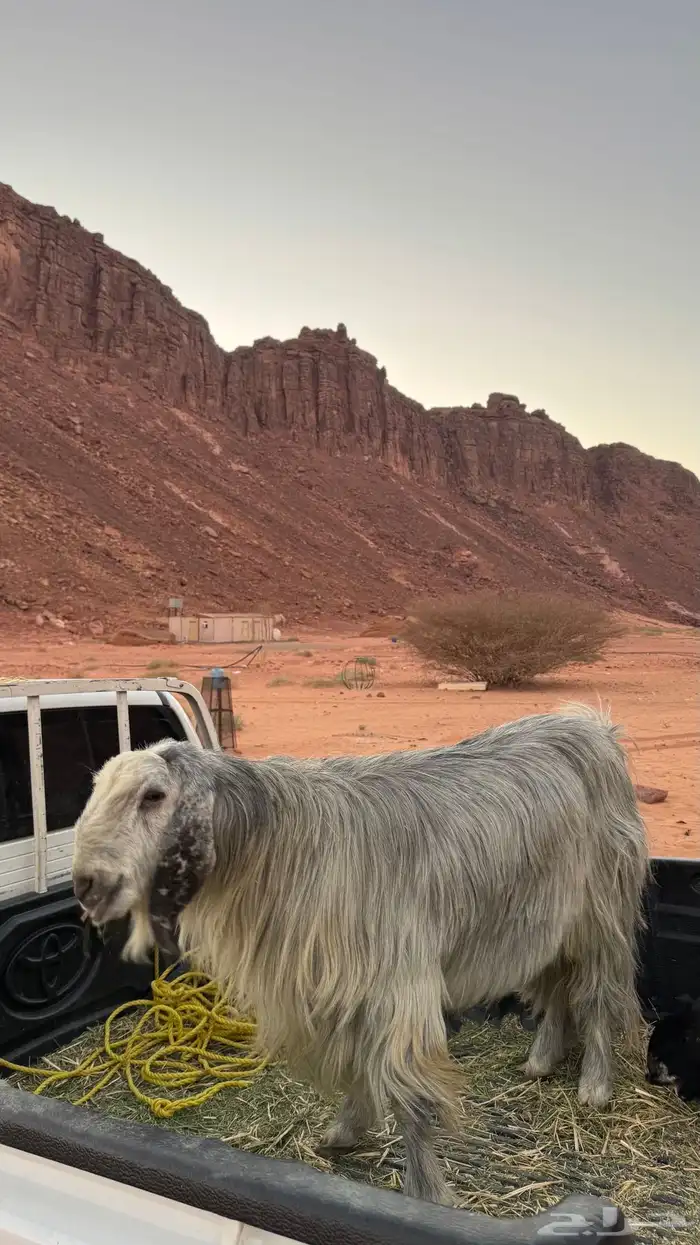 فحل للبيع بالعلا 0