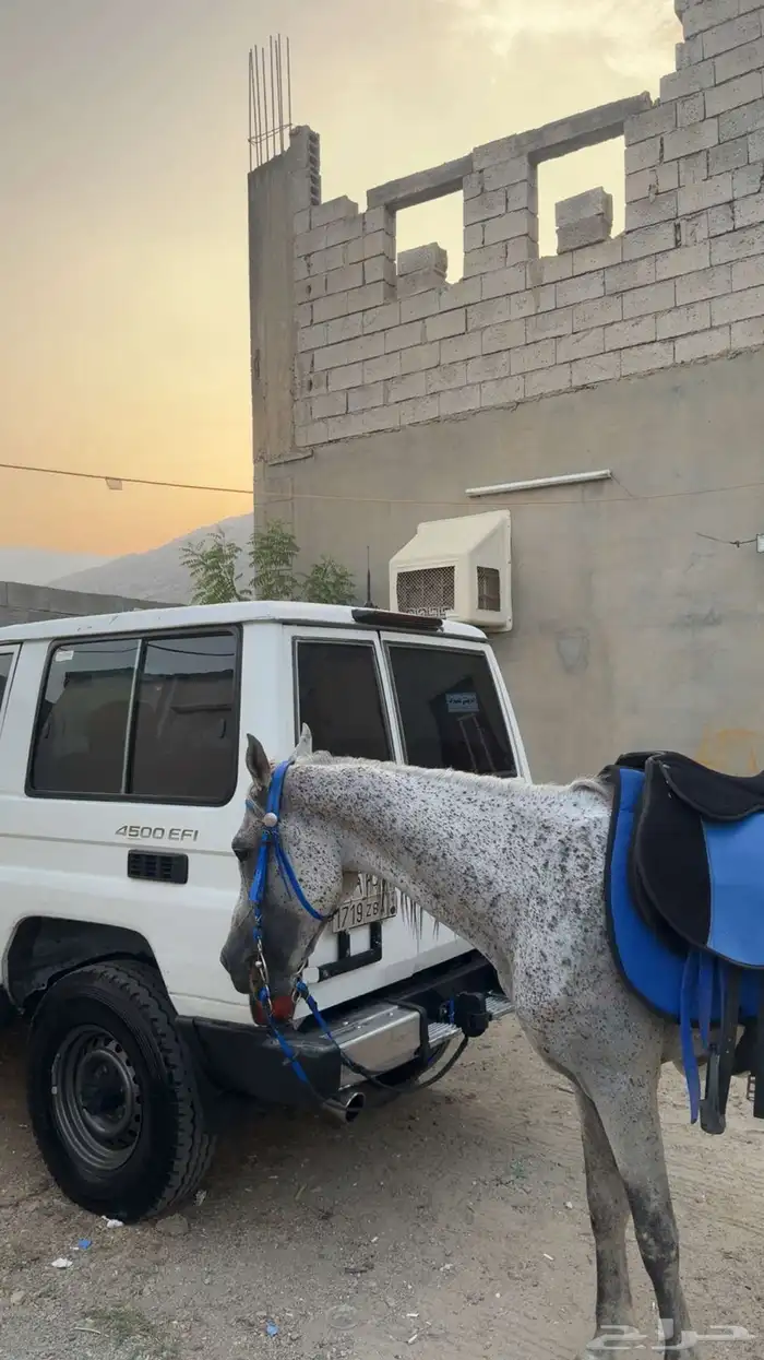 خيل شعبي اسم صاهود 4
