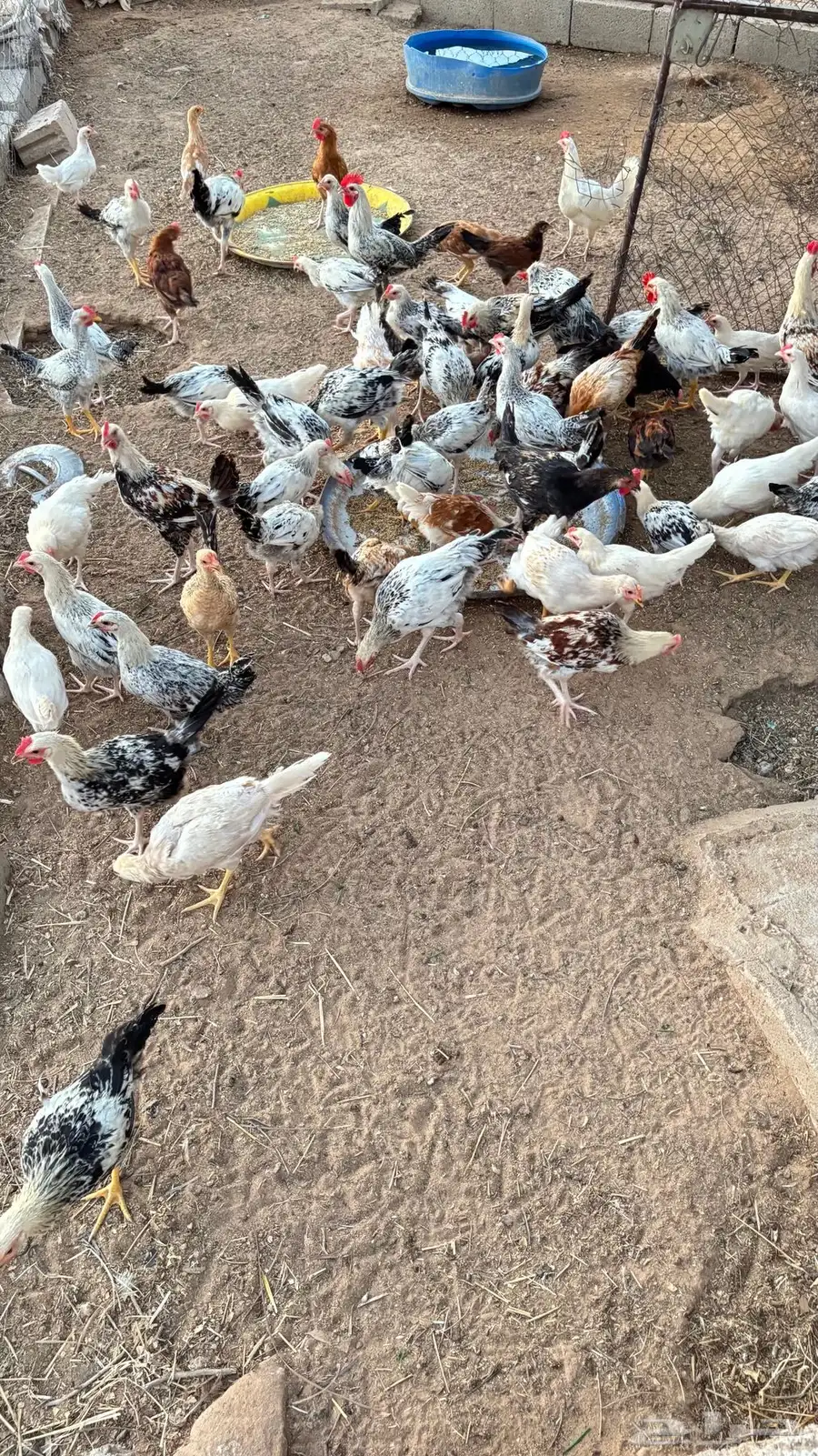 ديكه للبيع 4