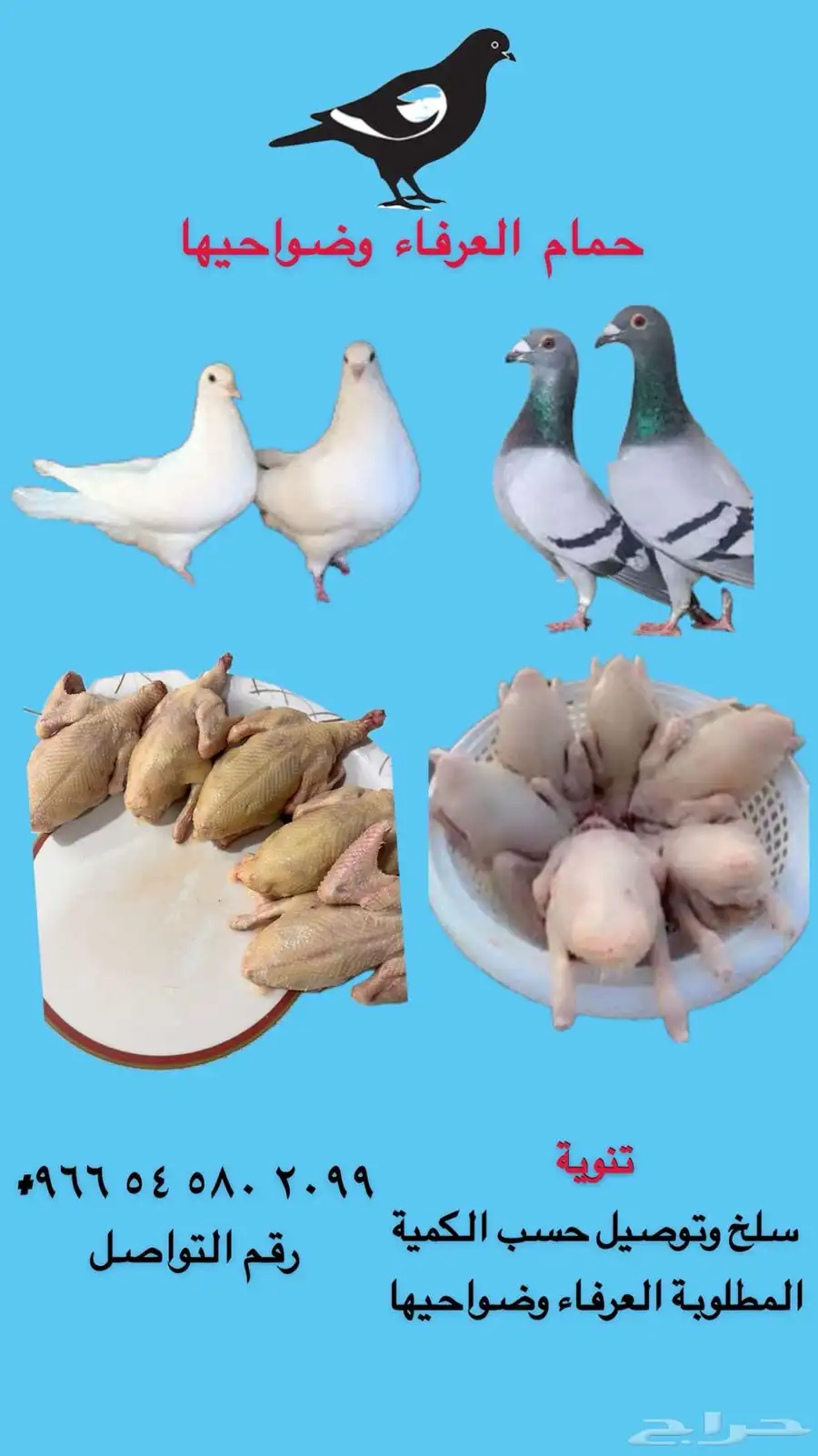زغاليل شحم ولحم شرط 0