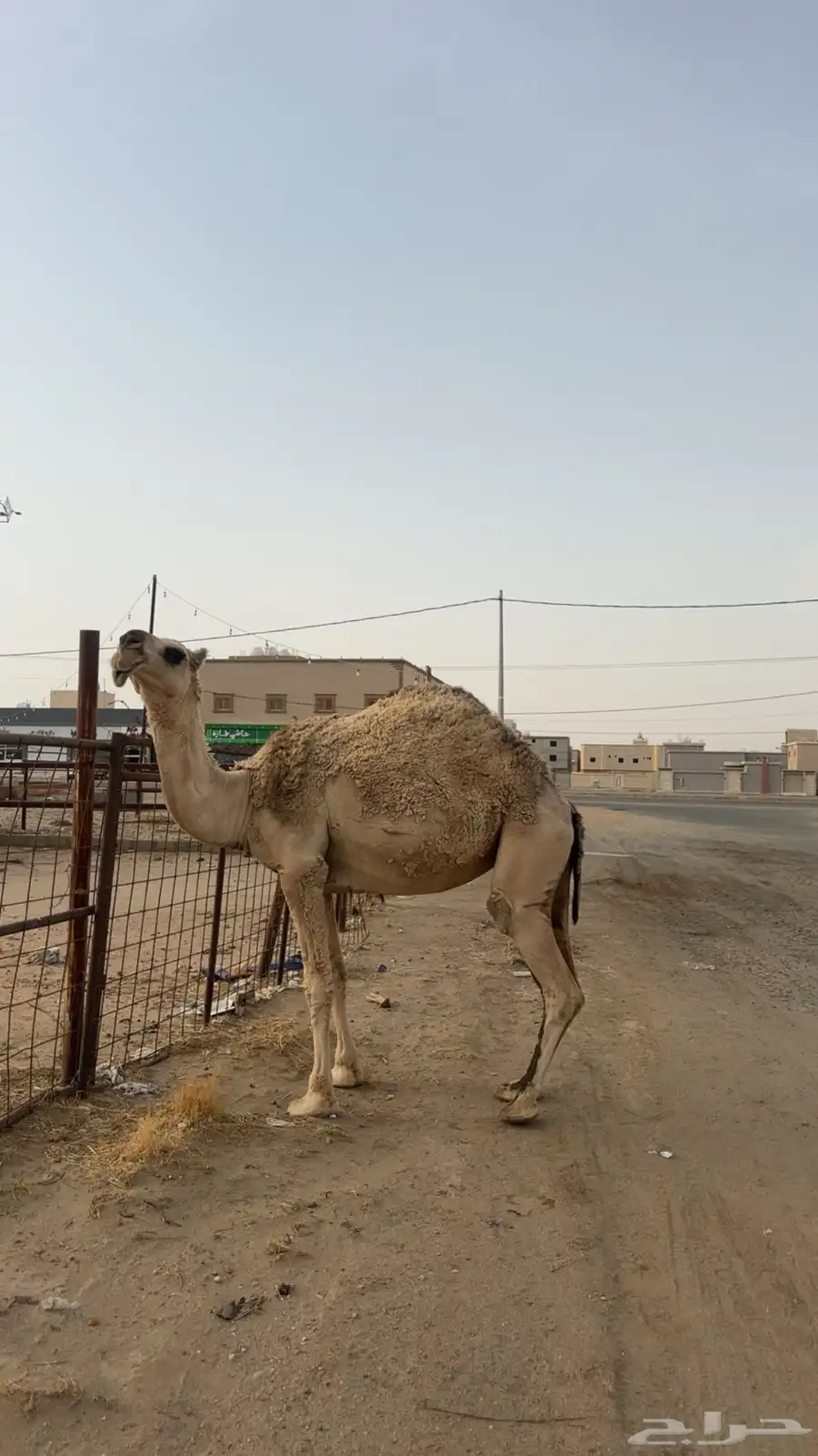 للبيع لقحه منتصفه في القاح 1