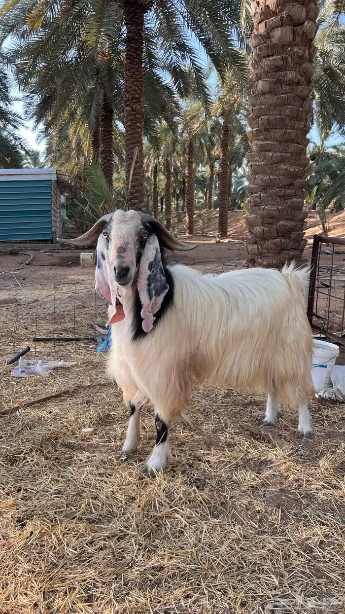 تيس 3