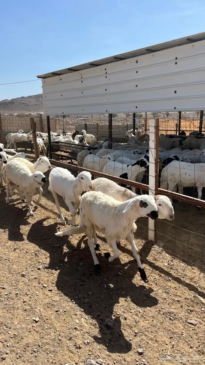 طليان سواكن دمازين شبيه الحري مرابى مناسبات زوجات ثلاجات 5