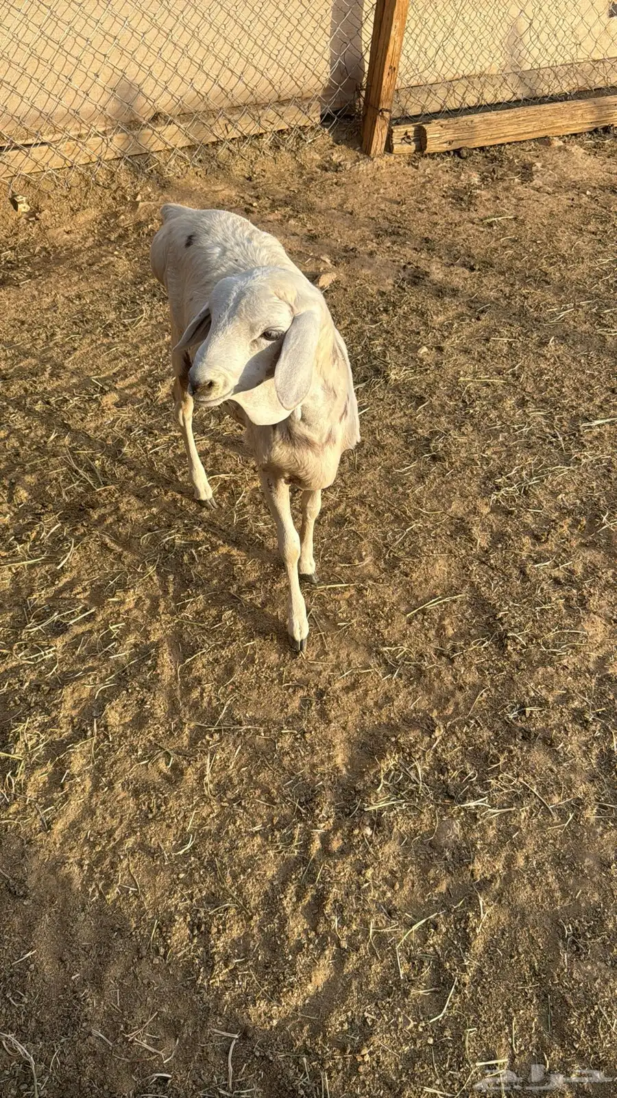 البيع رخاله 5