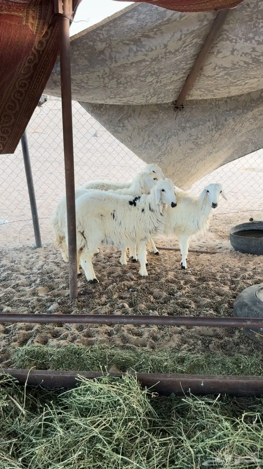 رخال للبيع 2