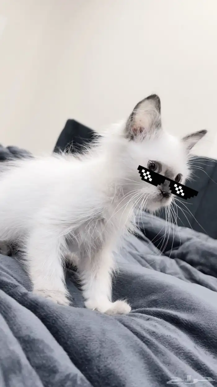 (قط) 0