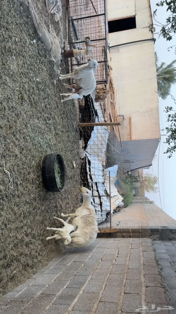 غنم مواليد طيبه 2