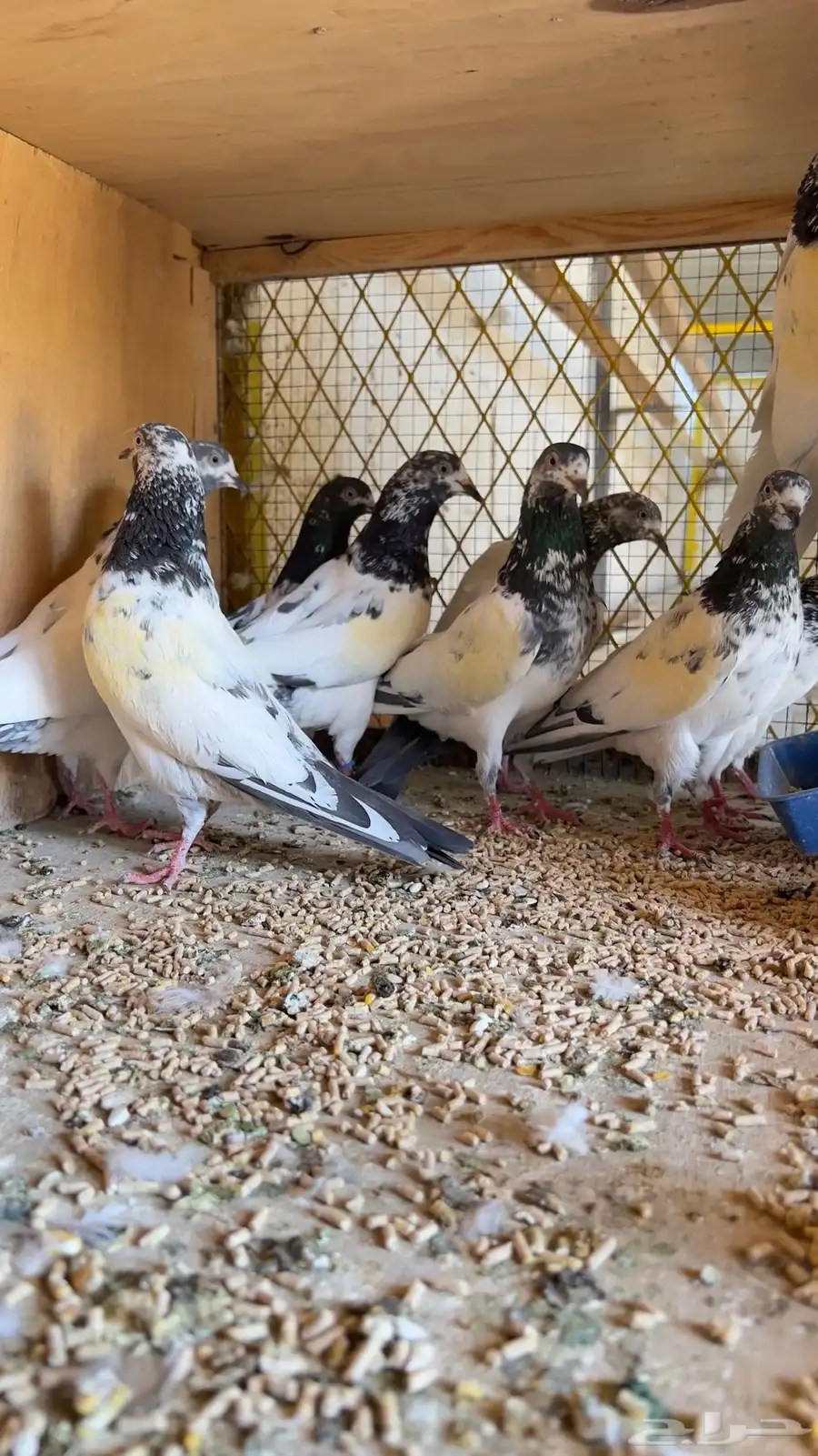 حمام باكستاني 11