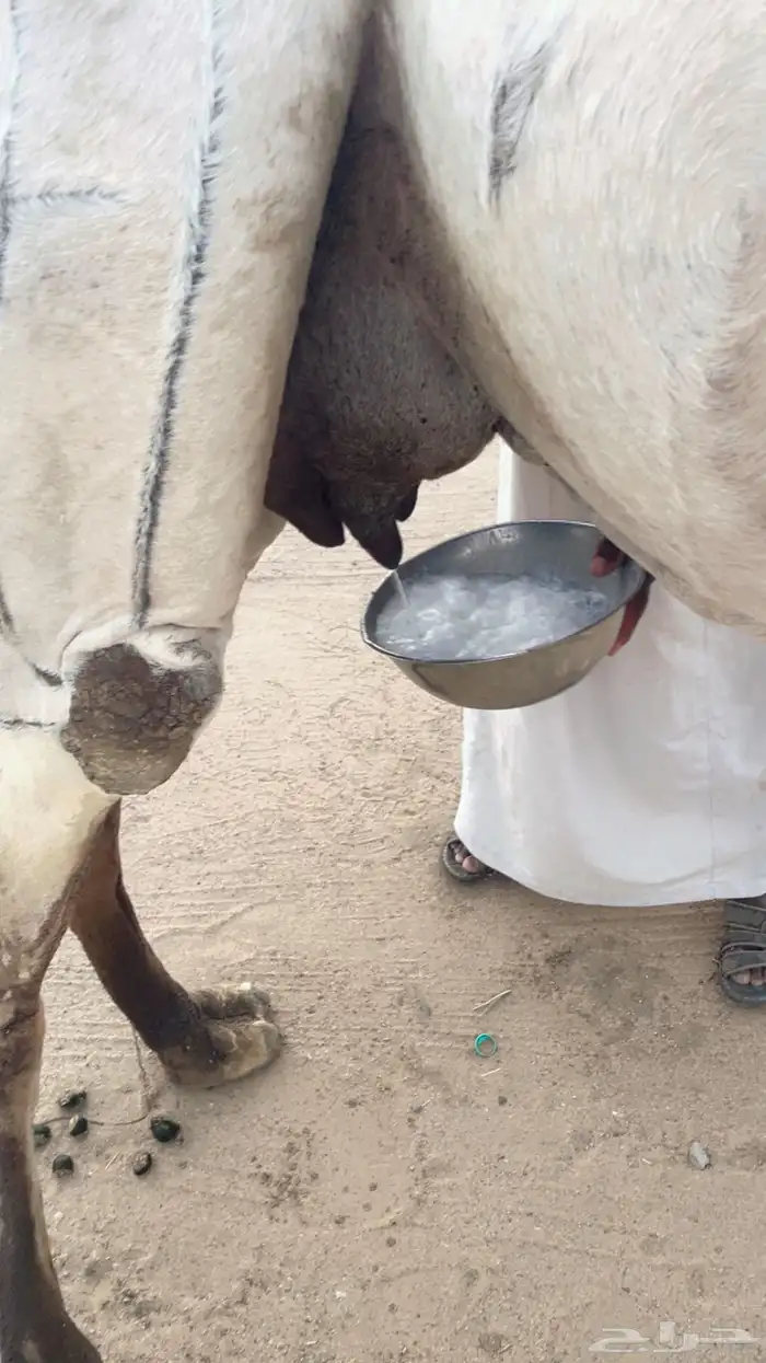 ناقه هديه على جميع الشروط تحتها بكره الموقع ظلم 3