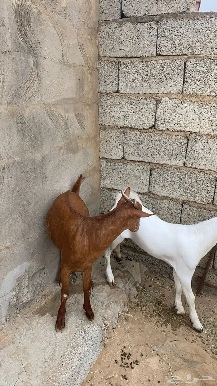 تيوس ذبايح للبيع 0