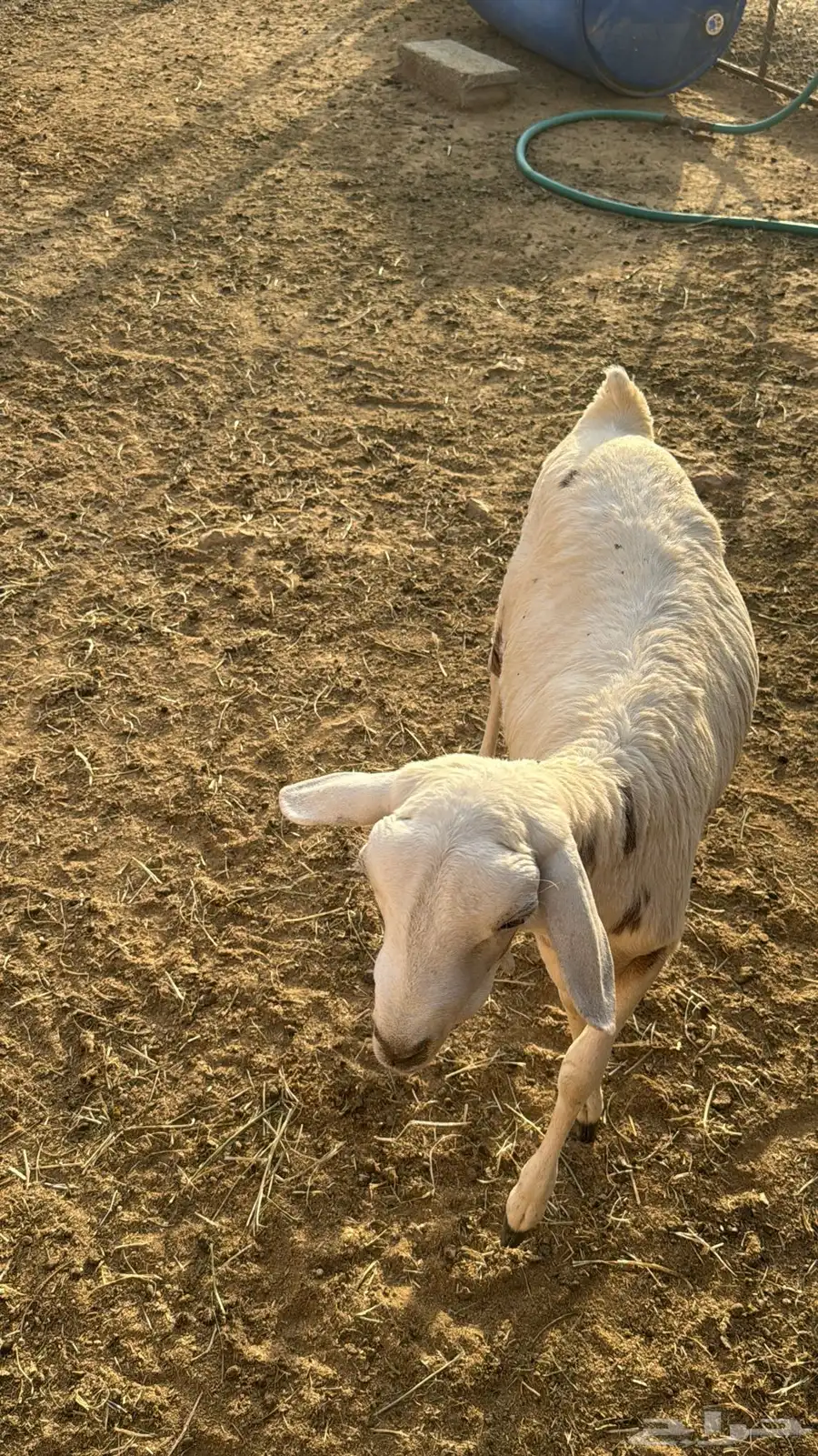 البيع رخاله 3