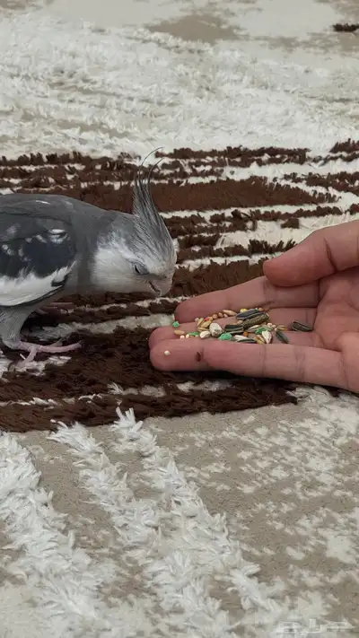 للبيع او البدل ذكر ببغاءكروان اليف هدد 15