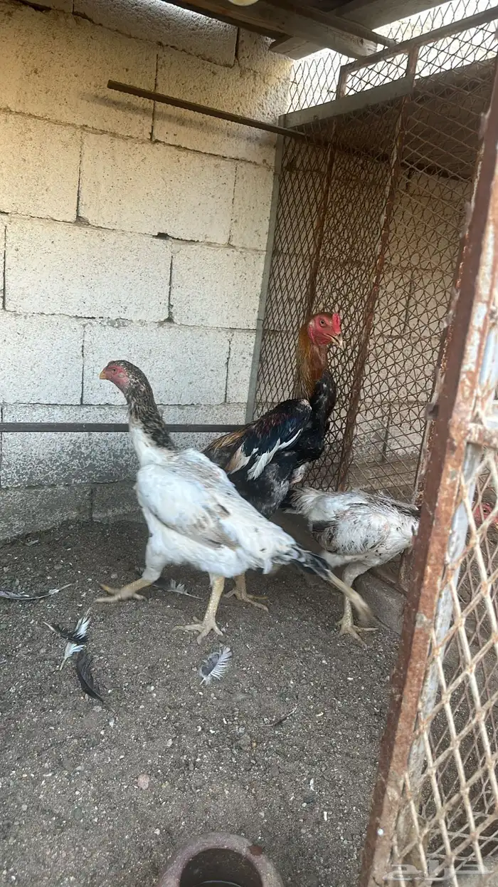 مكه المكرمه الحسنيه 6