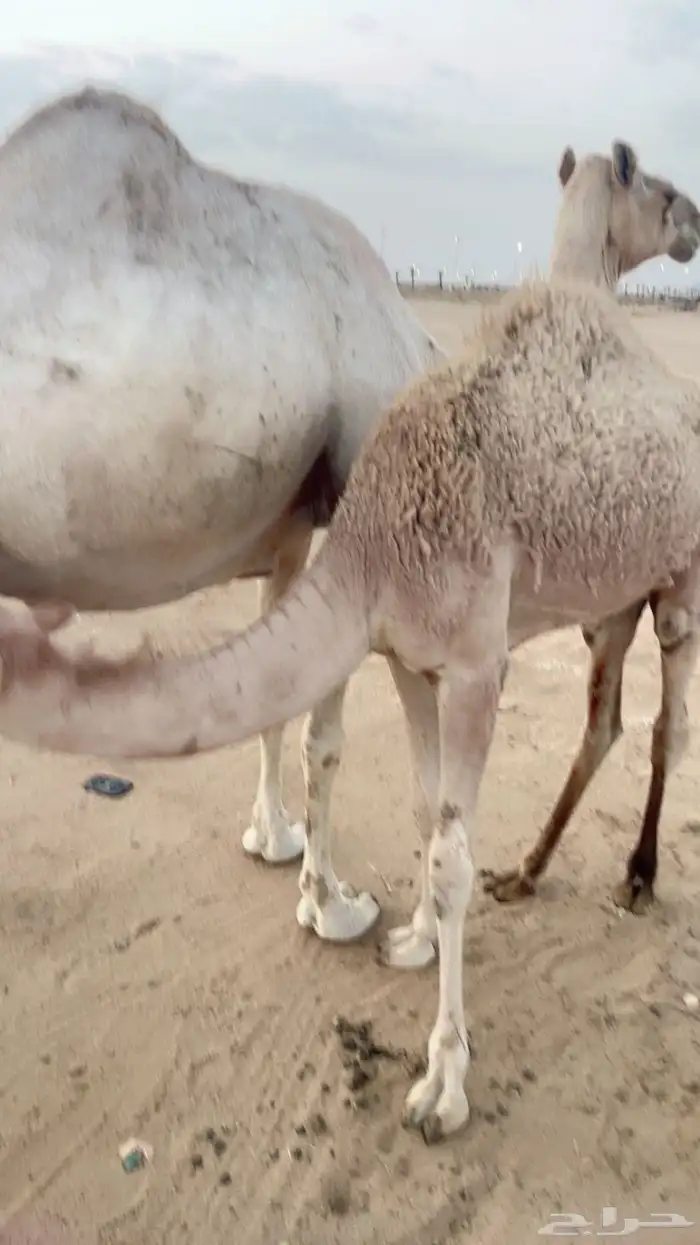 ناقه هديه على جميع الشروط تحتها بكره الموقع ظلم 0