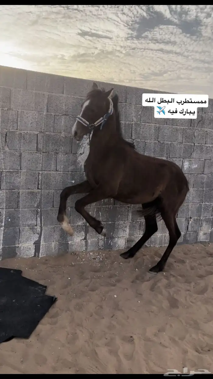 المهر حار جدا جدا 5