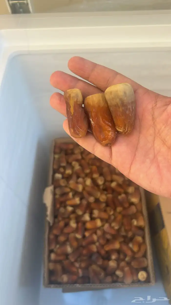 تمر برني فاخر تم البيع كل المعروض 0